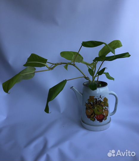 Домашние растения