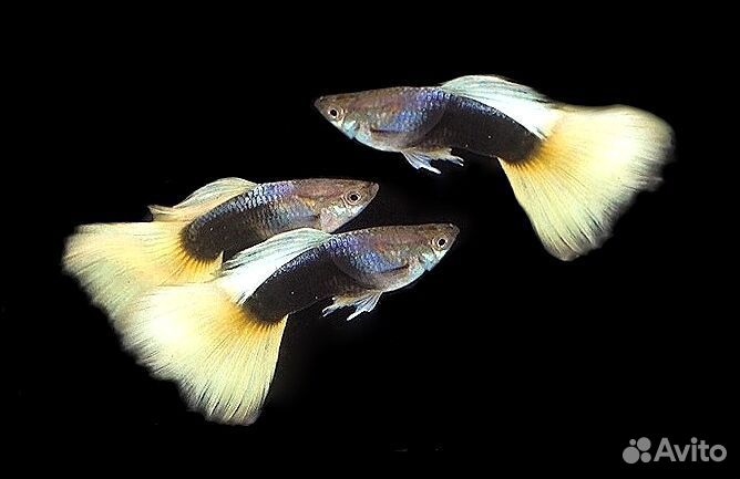 Гуппи Чистые линии