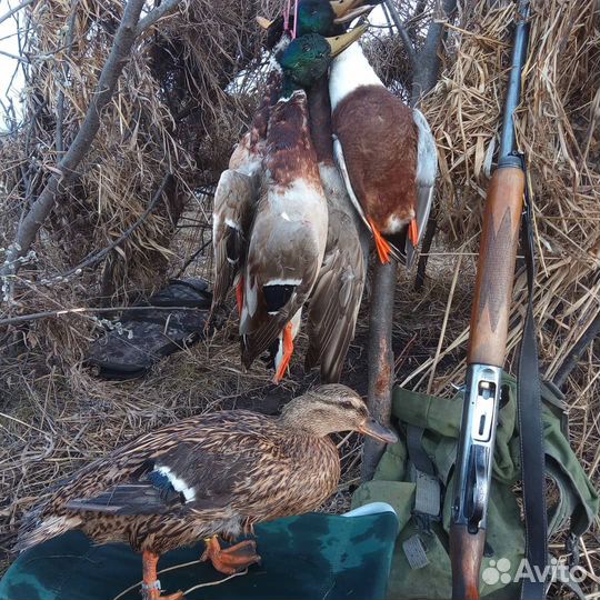 Утки подсадные для охоты,Белокуриха