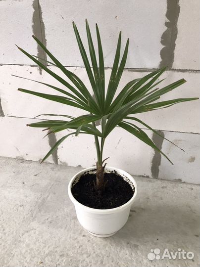 Пальма Трахикарпус Форчуна