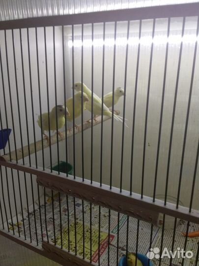 Продам канареек
