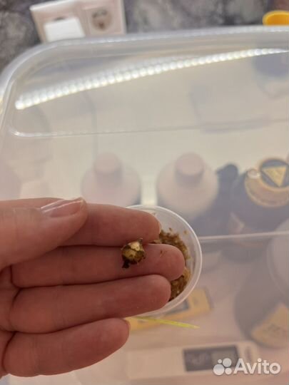 Алоказия Одора батик вариегатная