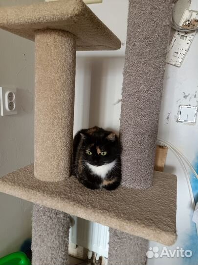 Котейка девочка трехцветная