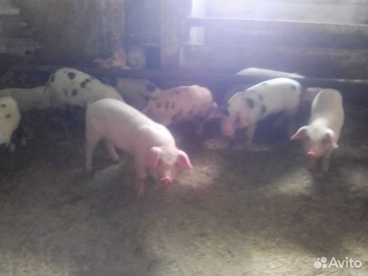 Поросята