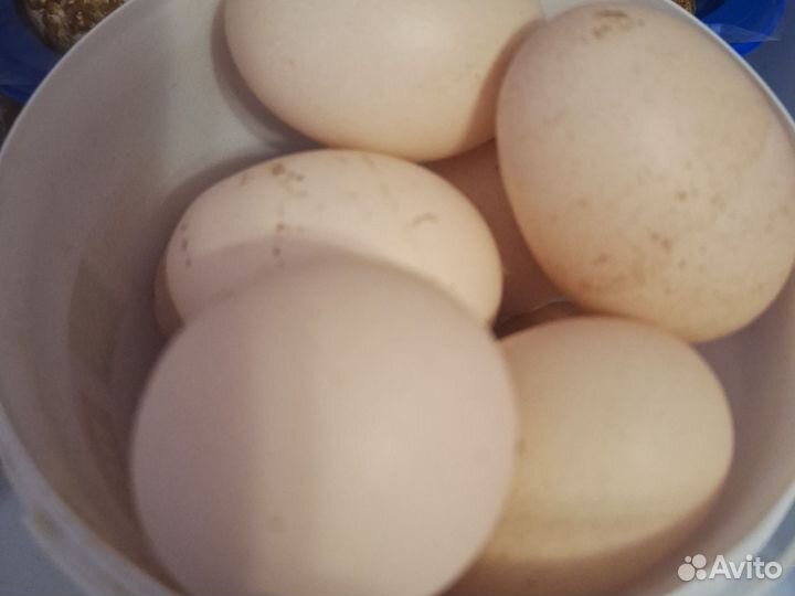 Перепелята, яйца