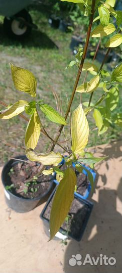 Дерен белый Ауреа