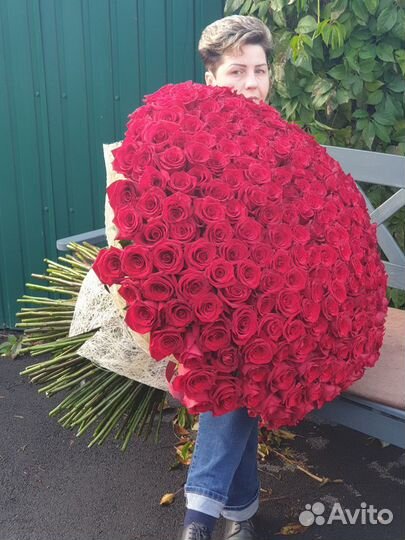 251 роза 1 метр