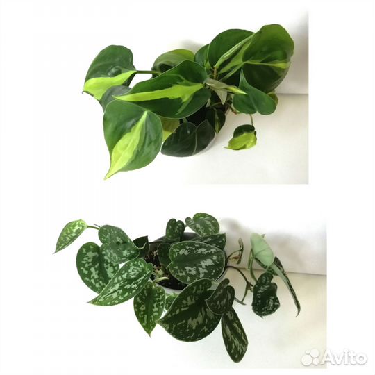 Сциндапсусы