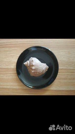 Ракушки морские