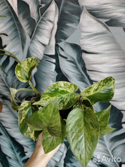 Сциндапсус