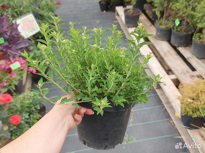 Спирея японская нана