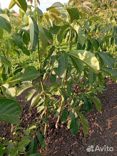 Грецкий орех привитый