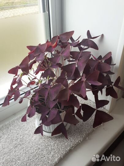 Комнатные цветы