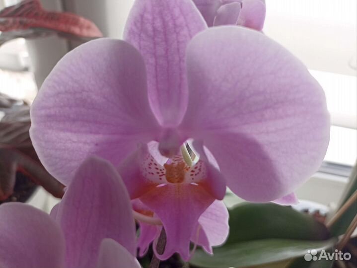 Орхидея фаленопсис