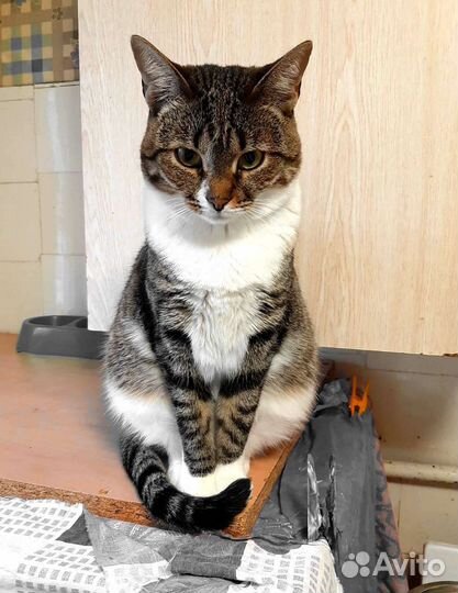 Славица ищет дом