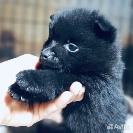 Схипперке в 1,5 месяца