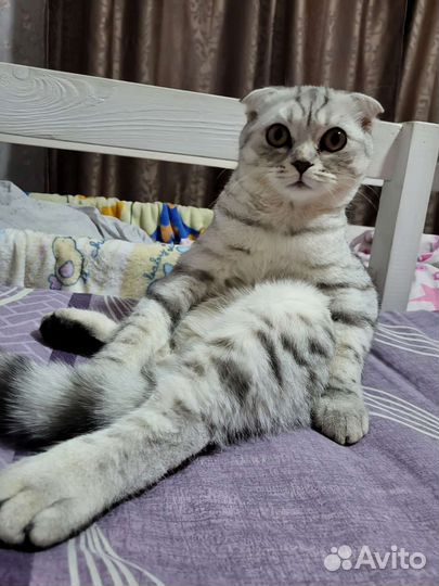 Кошка