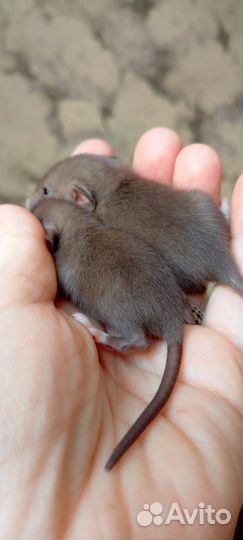 Крысята Девил Бурмиз Дамбо