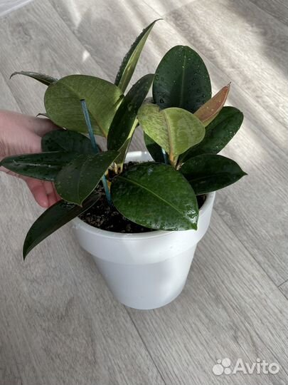 Фикус эластика Замиокулькас