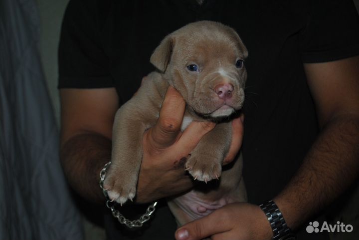 Американский булли покет щенки