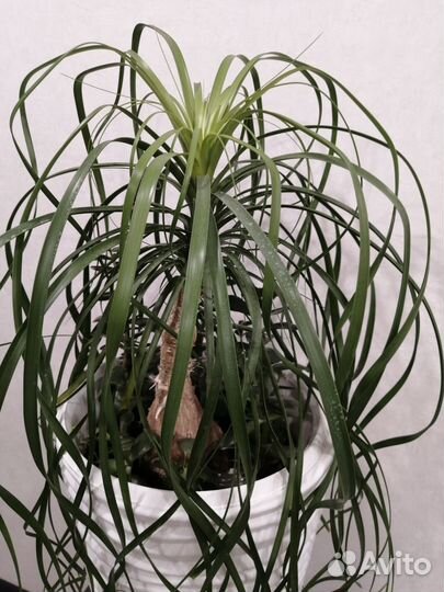 Бокарнея нолина(слоновья нога)