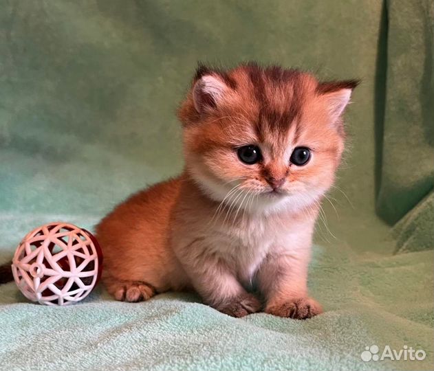 Кошечки золотая шиншилла
