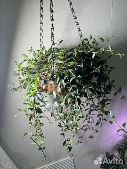 Кодонанта в подвесе