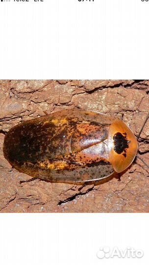 Тараканы экзотические