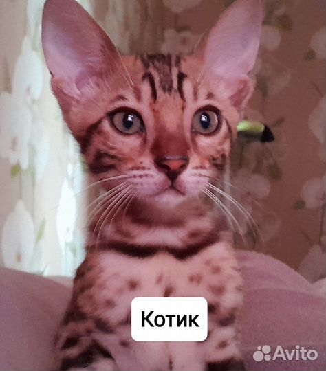 Бенгальская