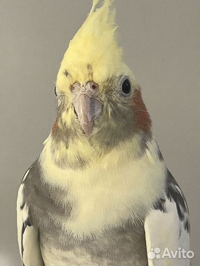 Пара корелл