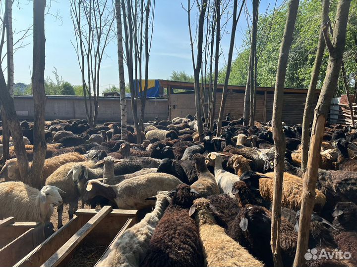 Барашки (Кой, козу) бар. 2 км от МКАД медведково