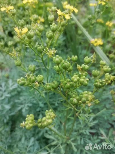 Рута серебристая, редкое садовое растение