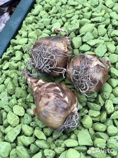 Луковицы Гиацинта