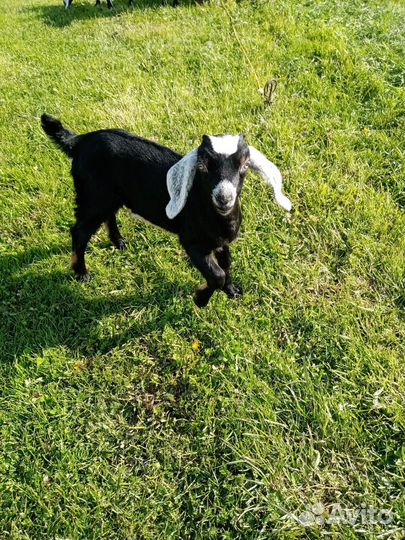 Англо-нубийские козлята