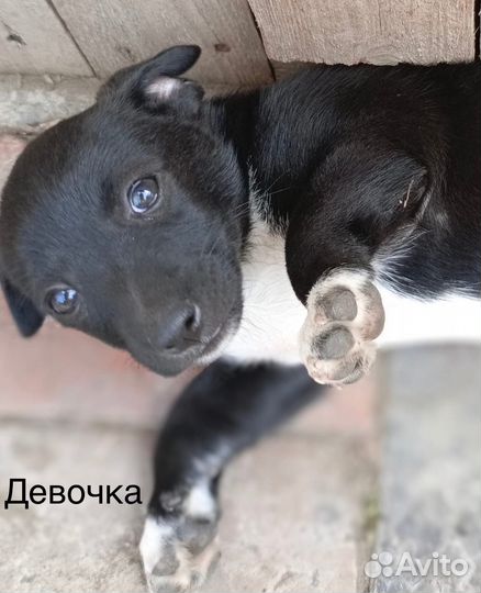 Щенки в добрые руки