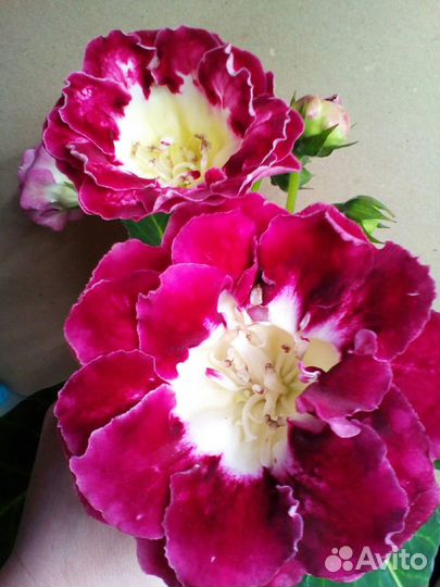 Глоксинии (семена)