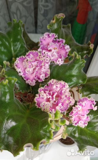 Сортовая фиалка