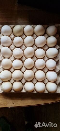 Домашние куриные и утиные яйца