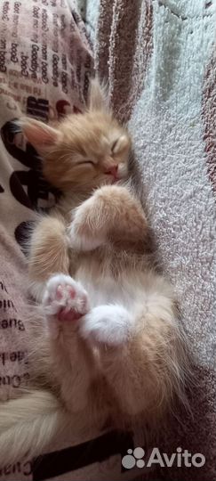 Котик в дар