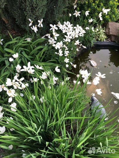 Многолетники