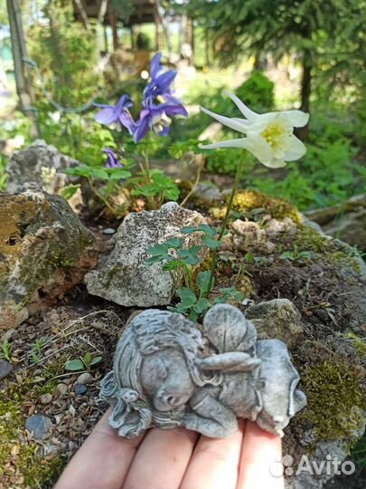 Цветы. Аквилегия миниатюрная (горочная)