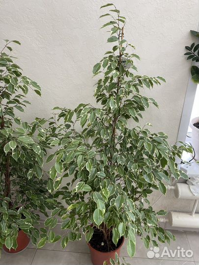 Фикус Бенджамина