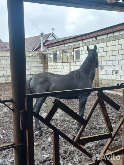 Лошадь жеребчик