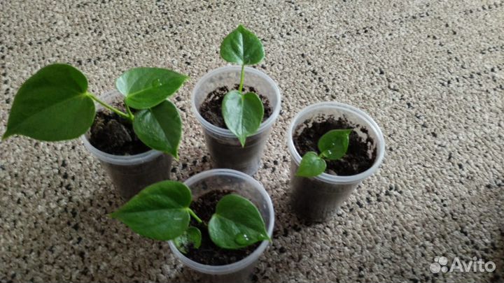 Детки Антуриума белые