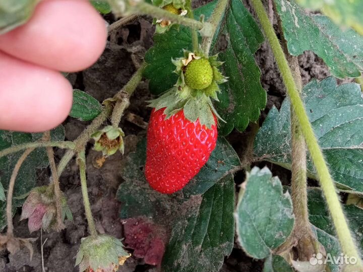 Рассада клубники многоразовой