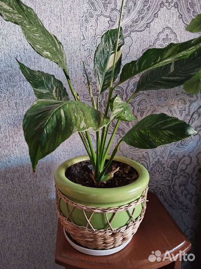 Спатифиллум