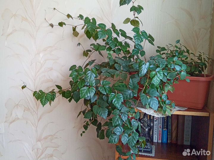 Березка цветы, роициссус