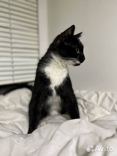 Луша ищет дом