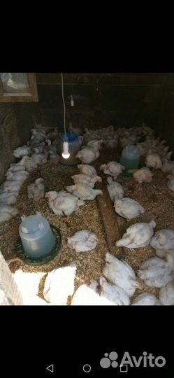 Цыплята бройлеры росс 308