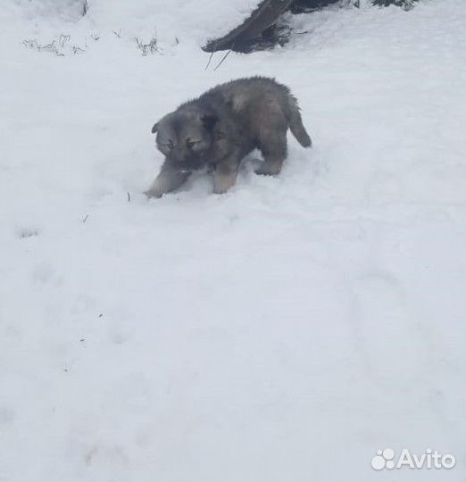 Отдам щенят